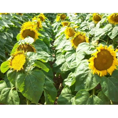 Поле соняшника з квітучими рослинами - ЕД 65