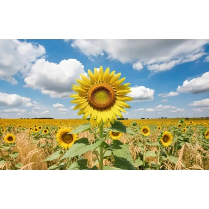 Поле соняшника з великою квіткою на передньому плані під синім небом з хмарами. - ЕФКО 14