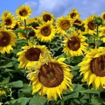 Field of sunflowers against a blue sky - EKLOR