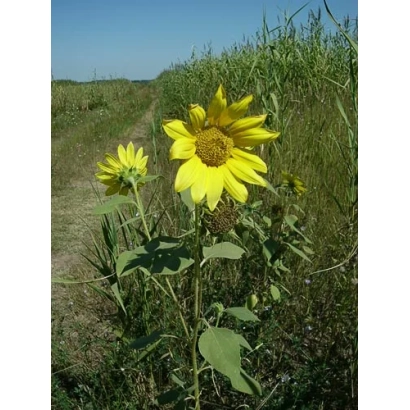 Соняшник на полі - ЕКС 19