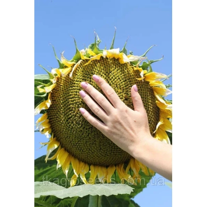 Рука торкається великого соняшника на тлі блакитного неба - Екстрим