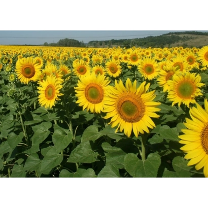 Поле соняшника з яскравими жовтими квітами на тлі пагорбів - ЕКТОР