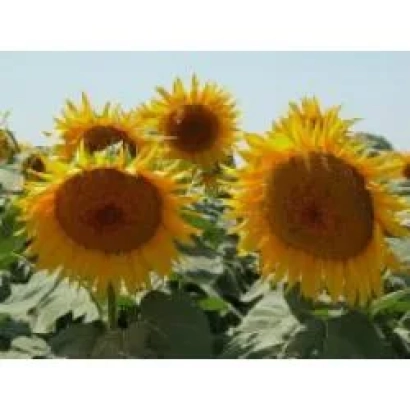 Поле подсолнухов - Эндуро F1