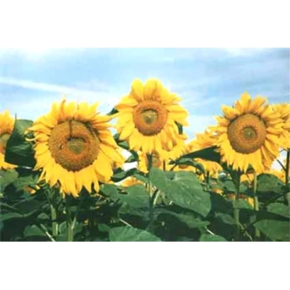 Солнечные цветы подсолнечника на фоне голубого неба - Еней