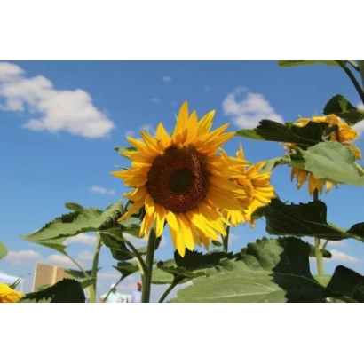Sunflower against a blue sky with clouds - ENISEY