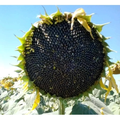 Соняшник на полі - ЄС АНАСТАСІЯ