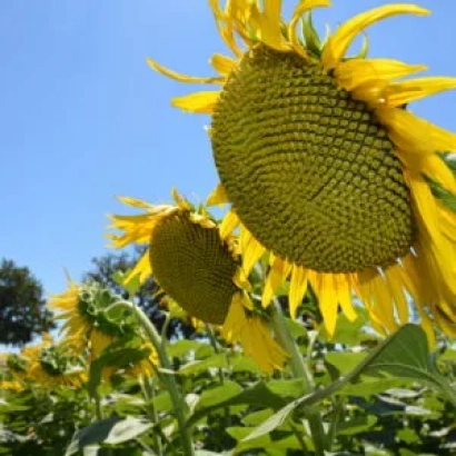 Сонячні квіти соняшника на тлі блакитного неба - ЄС АНТЕМИС СЛП