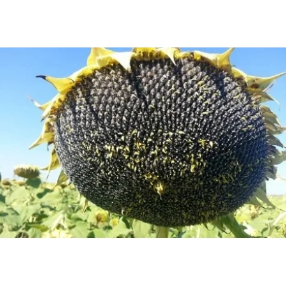 Ripe sunflower of variety Es Aramis against a field background