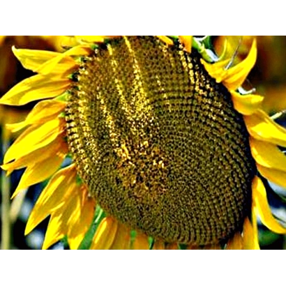 Солнечник на поле, крупный план цветка - Ес Артик