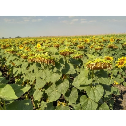 Поле подсолнечника сорта ЕС Балистик СЛ
