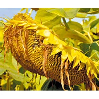 Ripe sunflower in field - ES Biba