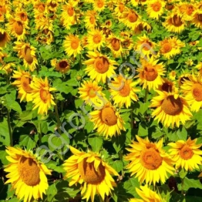 Поле соняшника, що відповідає категорії Підсоняшник - ЄС КАНДИМИС СЛ