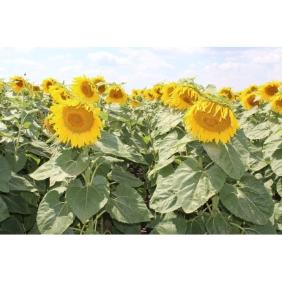 Поле соняшника на фоні блакитного неба - ЄС КАПРИС СЛП