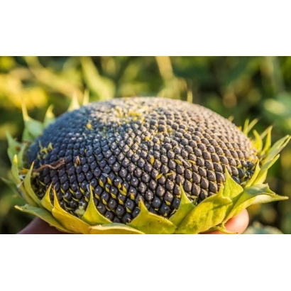 Дозріла головка соняшника на фоні зелених листків - ЕС МОНАЛІЗА