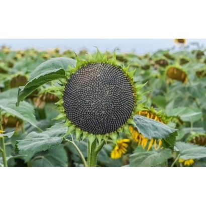 Солнечник на поле, крупный план зрелой головки - ЕС НИРВАНА