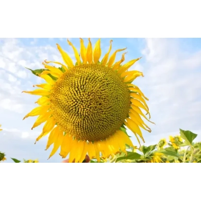 Соняшник на фоні неба, частина поля видно внизу - ЄС ОАЗИС СЛП