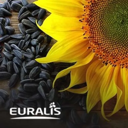 Black sunflower seeds and a sunflower on a wooden surface with the EURALIS logo - ES POLARIS CL