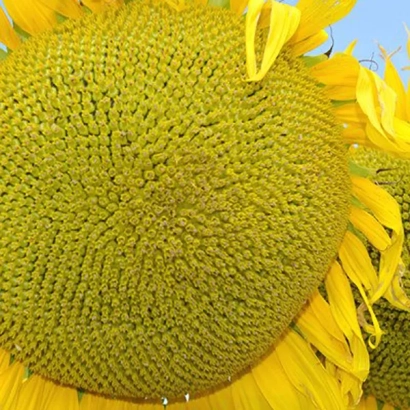 Macro shot of a sunflower head against the sky - ES ROMANTIC