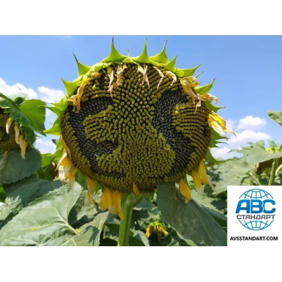 Sunflower in field with ABC logo - ES Saxon