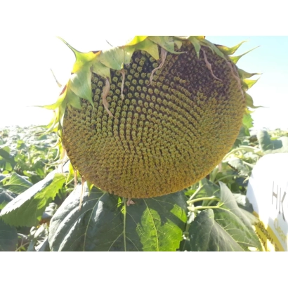 Соняшник на полі, крупний план головки - ЄС ТЕРРАМІС СЛ