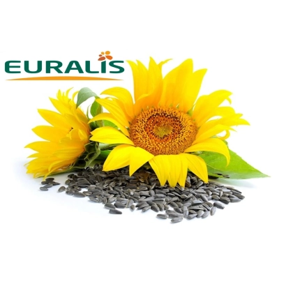 Sunflower Euralis with sunflower seeds - ES VERONIKA