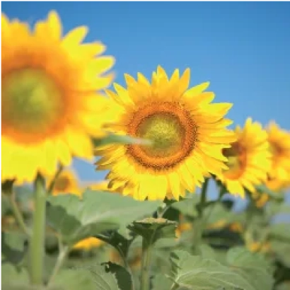 Поле соняшника на фоні блакитного неба - ЕВІР