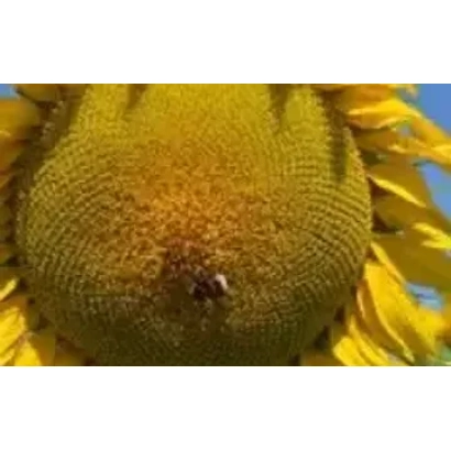 Макросьомка квітка соняшника на фоні неба - Ф 6 АХ 8 МСОА