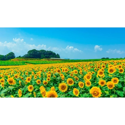 Поле соняшника Ф 7 АХ 2 Ж на фоні блакитного неба