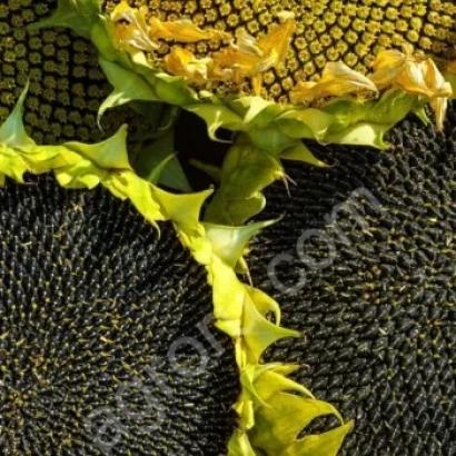 Sunflower flowers - F 71508