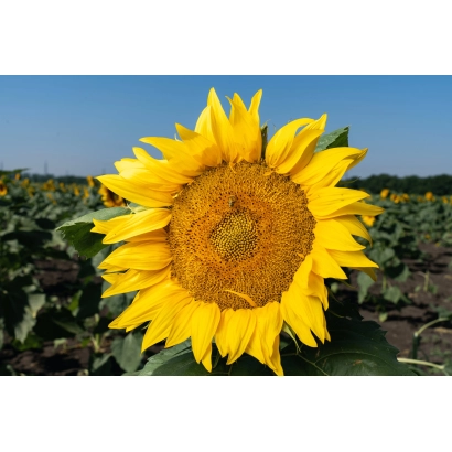 Соняшник на полі, крупний план квітки - Ф 9 АЗ 8 МА