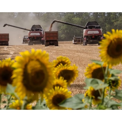 Sunflowers in a field with harvesters in the background - FA 741 LN 03