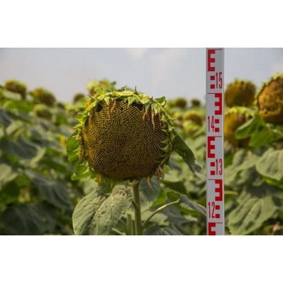 Sunflower in field with measuring ruler beside it - Fakel