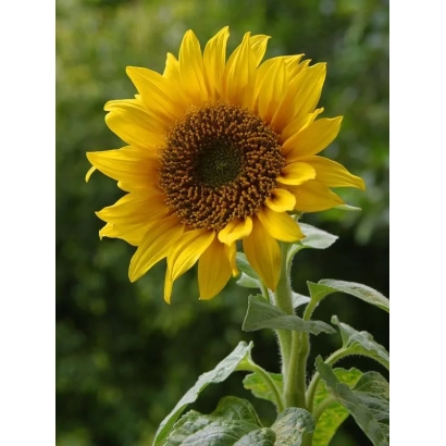 Солнцезерное поле без названия продукта - ФАУСТО ШТ