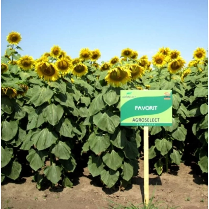 Поле соняшника сорту Фаворіт з табличкою FAVORIT