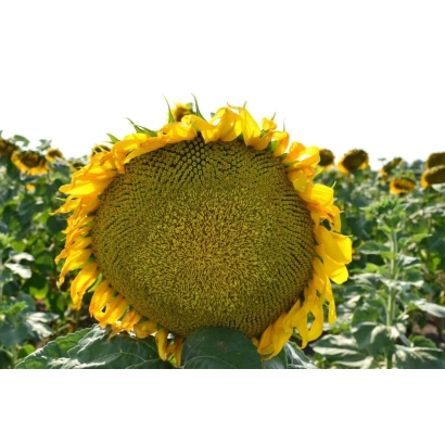 Солнечник на поле, крупный план цветка - Феном