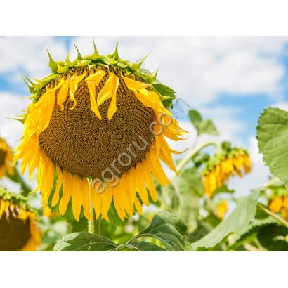 Солнечник на поле под голубым небом - ФЕРГУС КЛП