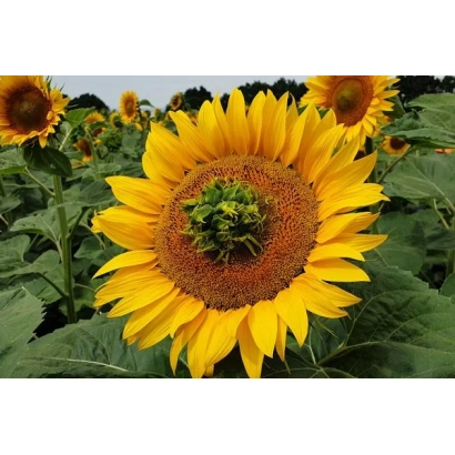 Солнечник на поле - Филлиа