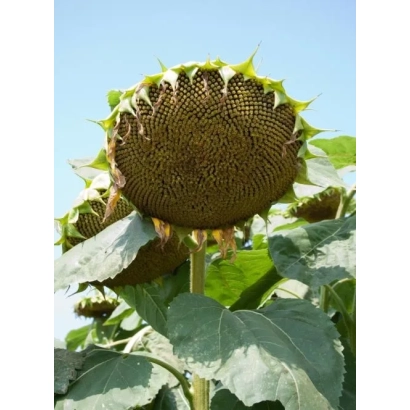 Ripe sunflower in field - Flodik