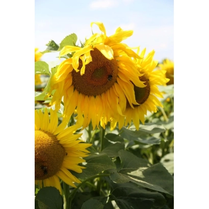 Сонячні квіти соняшника на фоні неба - Флорасан