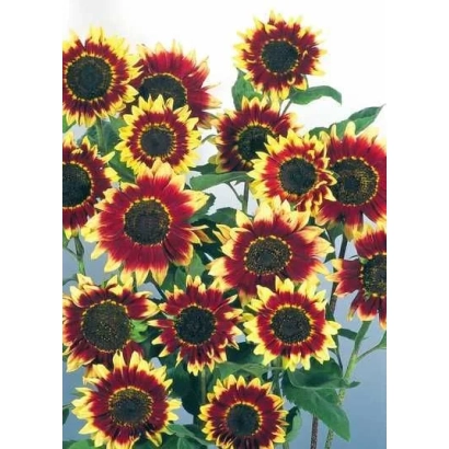 Солнечные цветы подсолнечника с яркими лепестками на фоне неба - Флорес