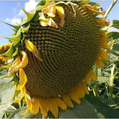 Созревший подсолнечник на поле - ФЛОРИМИ