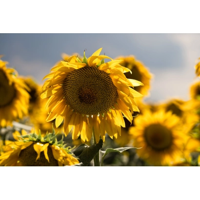 Сонячні квіти соняшника на фоні неба - ФОГОР