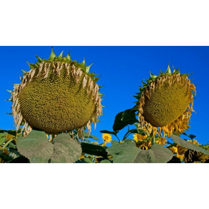 Sunflower against a blue sky - Folk