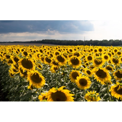 Поле соняшника на фон хмарного неба - ФОРГУТ