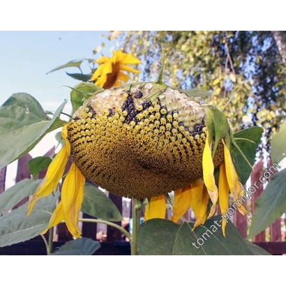 Сухоцвіт соняшник на тлі паркану - Форум