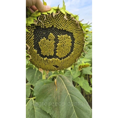 Солнцецвет с логотипом на лепестках - ФР 84231