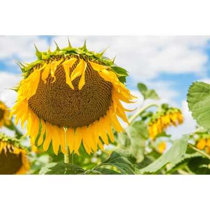 Sunflower against sky, part of flower in focus - FS 74231