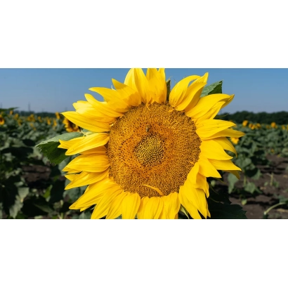 Sunflower in field, close-up of flower - Fundator