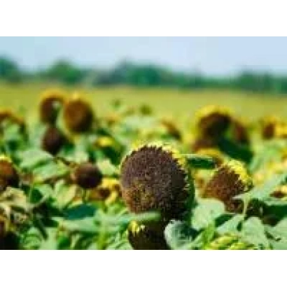 Sunflower field with close-up of flower head - FURIOUS CL