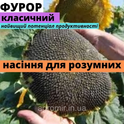 Семена подсолнечника Фурор АМ классический